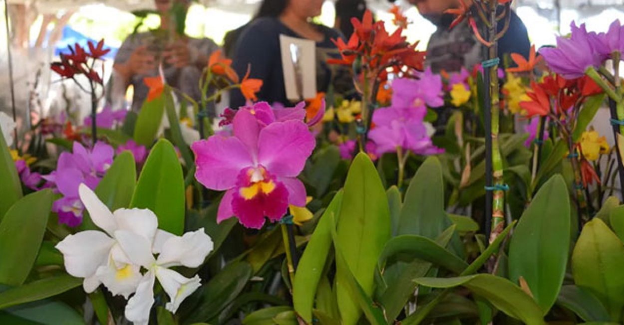 Fortaleza recebe 1º Orquídeas no Parque