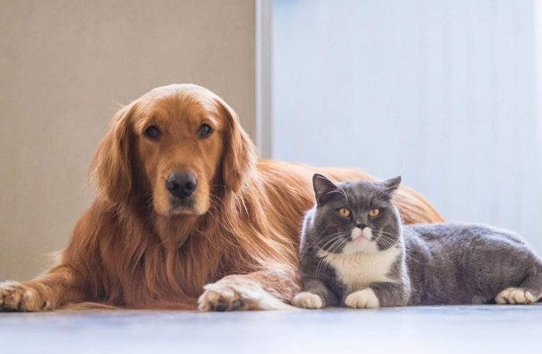 Rússia produz primeiro lote de vacina contra Covid-19 para animais