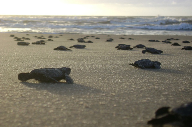 Temporada de desova das tartarugas marinhas no litoral de Fortaleza já começou e exige cuidados