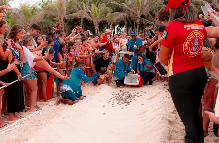 Beach Park registra nascimento de 176 tartarugas marinhas