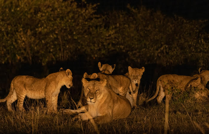 Noctourism: 5 destinos para ter para experiências noturnas inesquecíveis